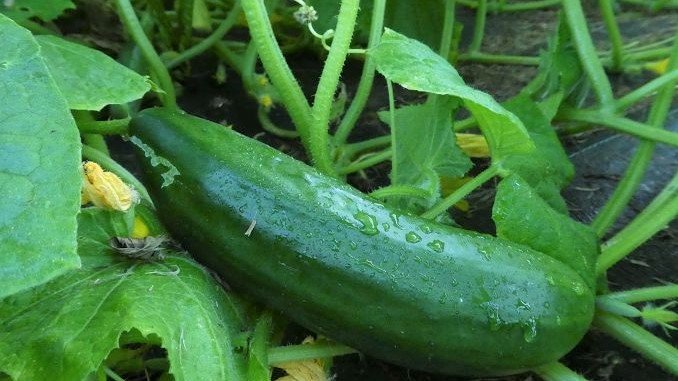 Cucumber "La Diva"
