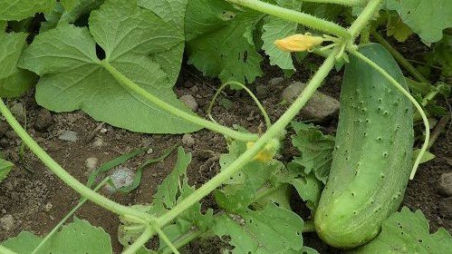 Cucumber "Vert Petit de Paris"