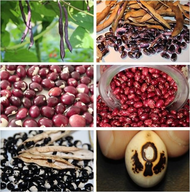 Seed-Kit "Climbing bean power"