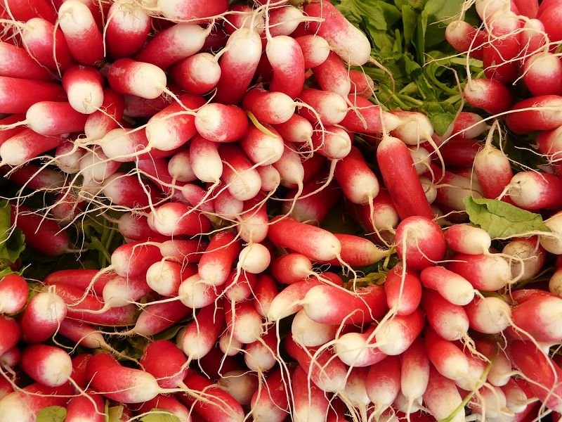 Radish „French Breakfast“