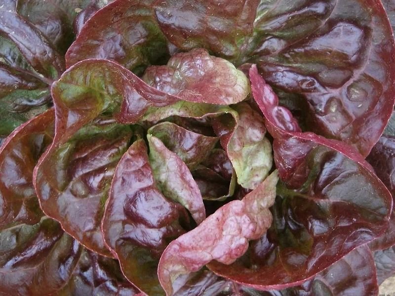Winter salad “Butterhäuptl”