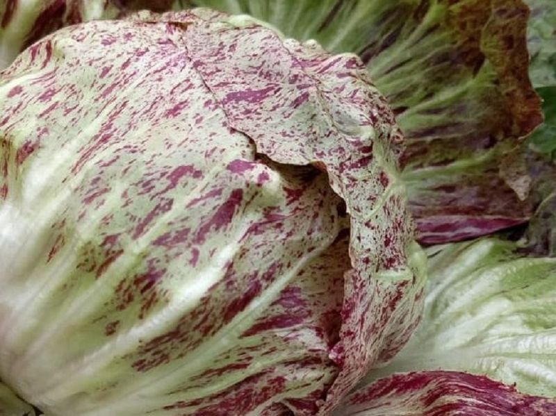Chioggia radicchio