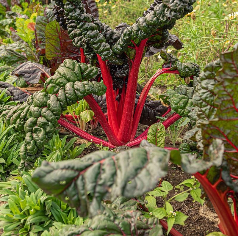 Chard „Feurio“