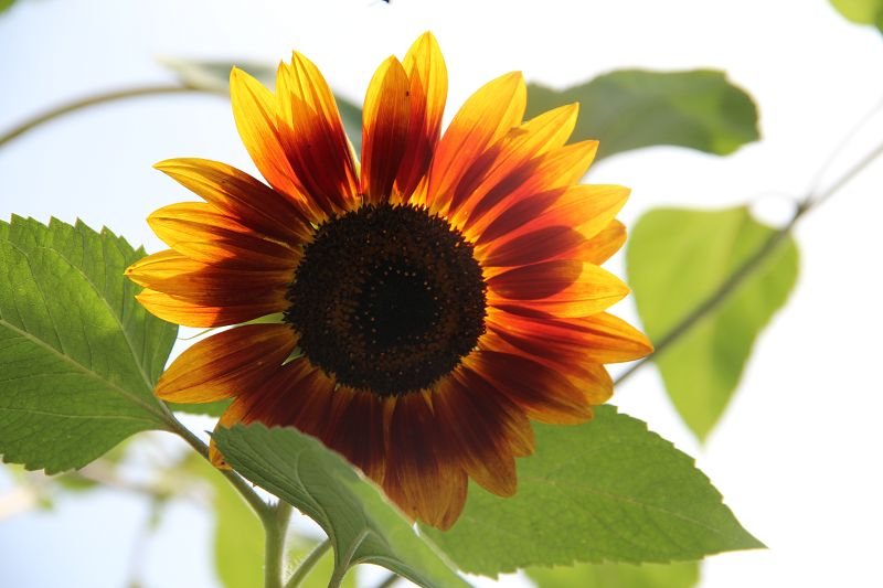 Sunflower “Evening Sun”