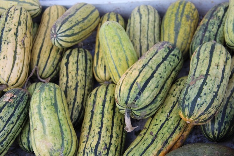 Squash "Bush Delicata"
