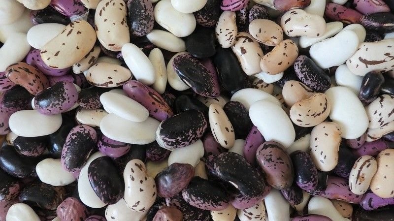 Fire bean "Colorful Swabian bean"