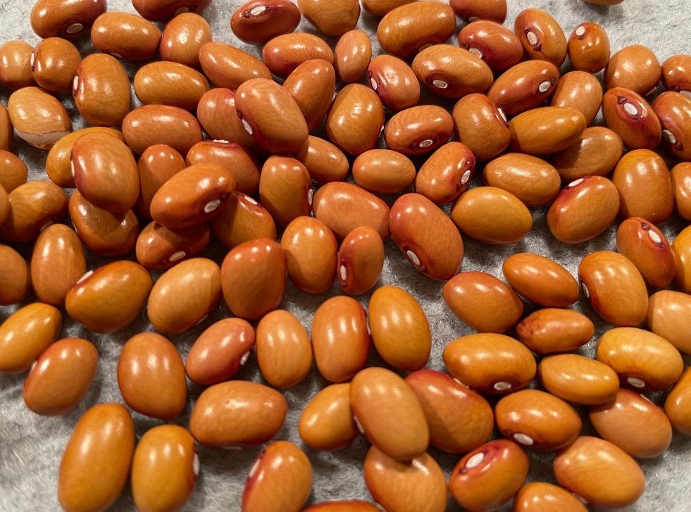 Runner Bean "Hundred of One"