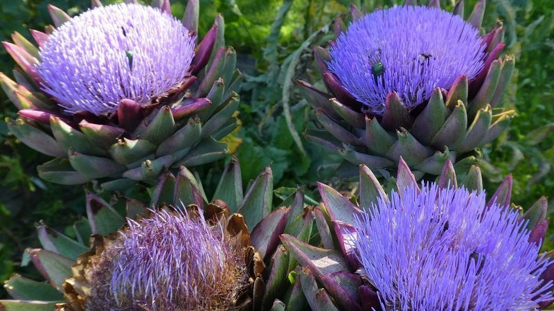 Large-flowered artichoke