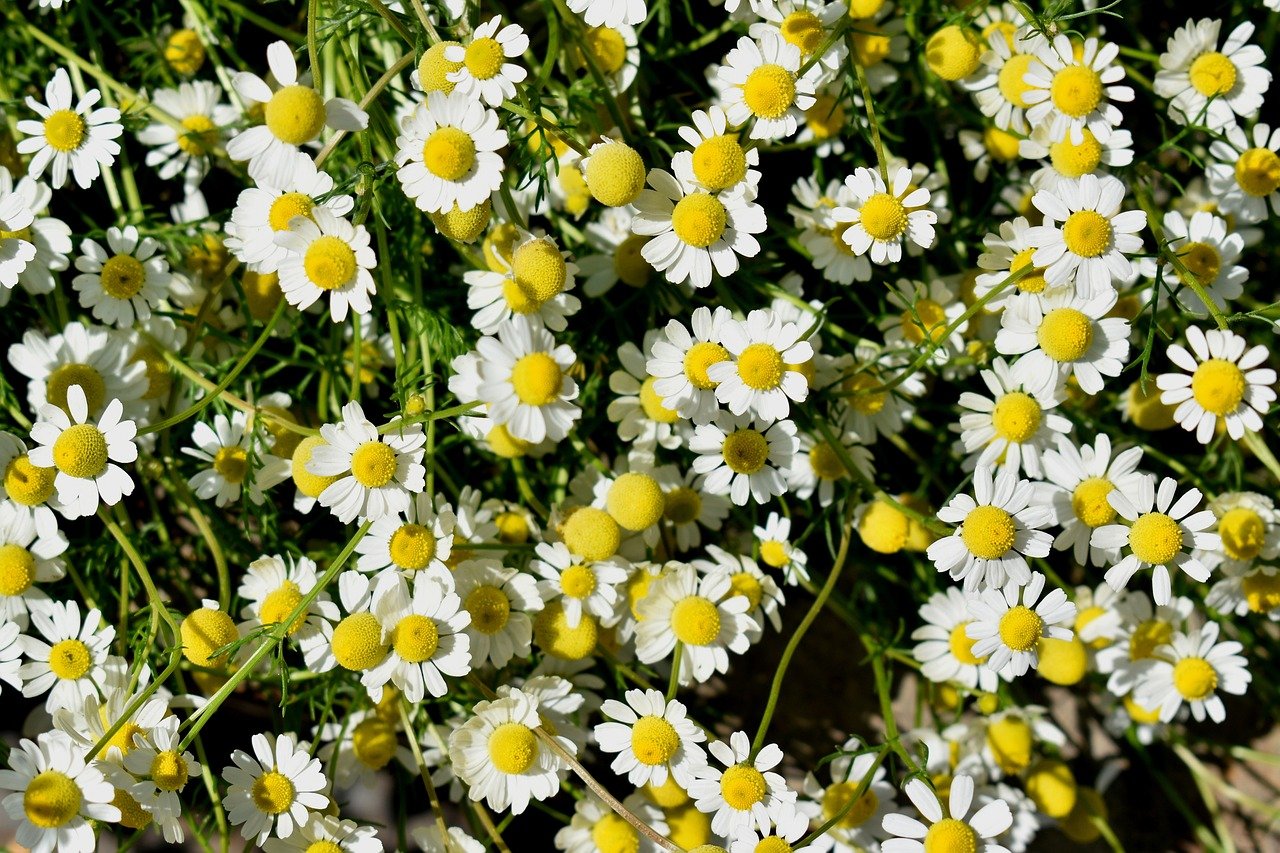 Real chamomile