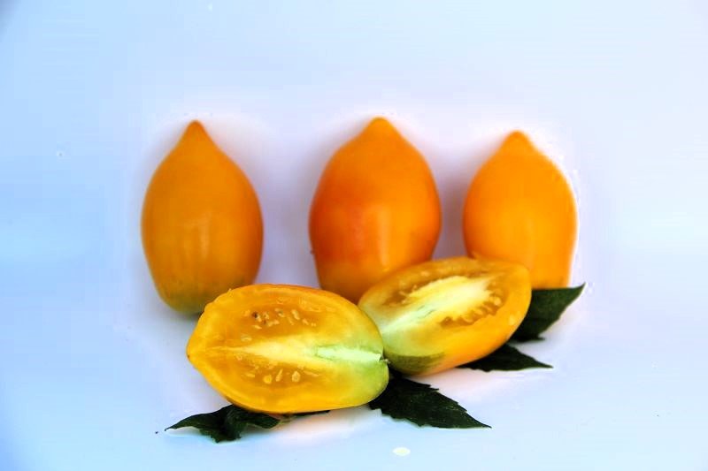 Tomato „Citrina”