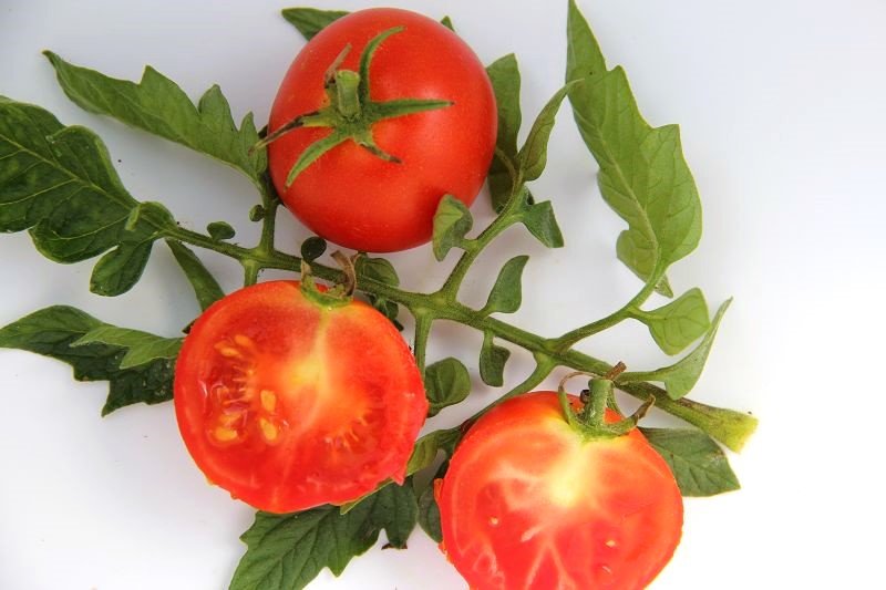 Tomato „Harzfeuer”