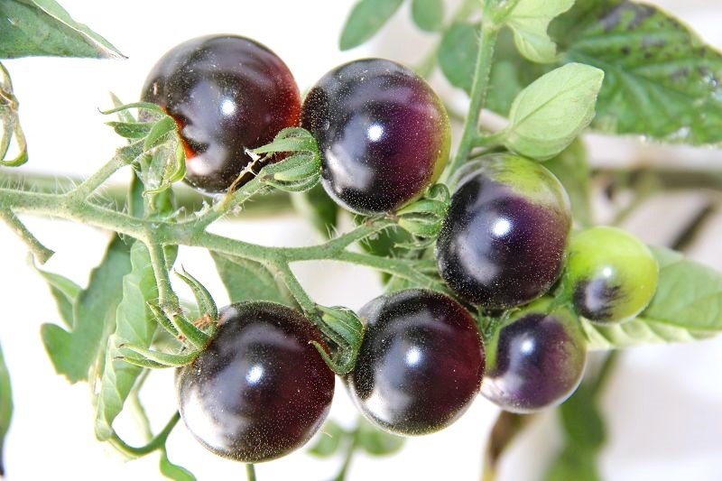 Cocktail tomato „Indigo Rose”