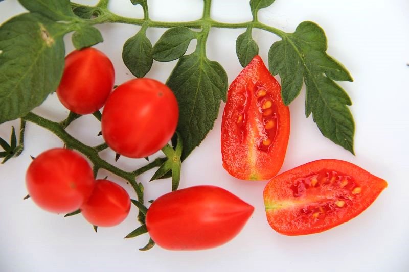 Cocktail tomato „Trixi”