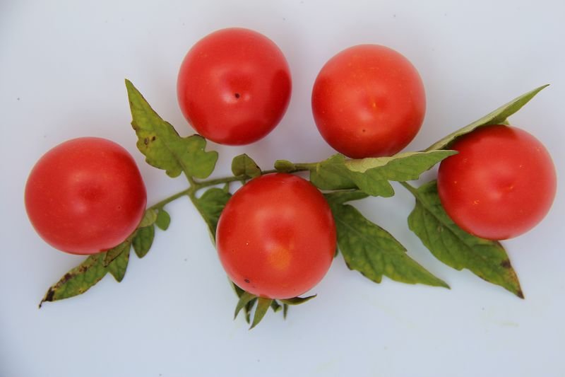 Salad tomato „Resibella”