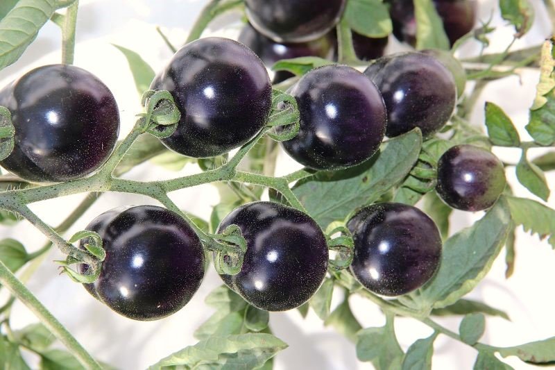 Cocktail tomato „Awesome Emma”