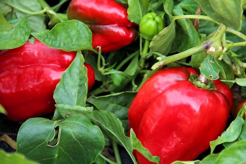 Peppers „Neusiedler Ideal”