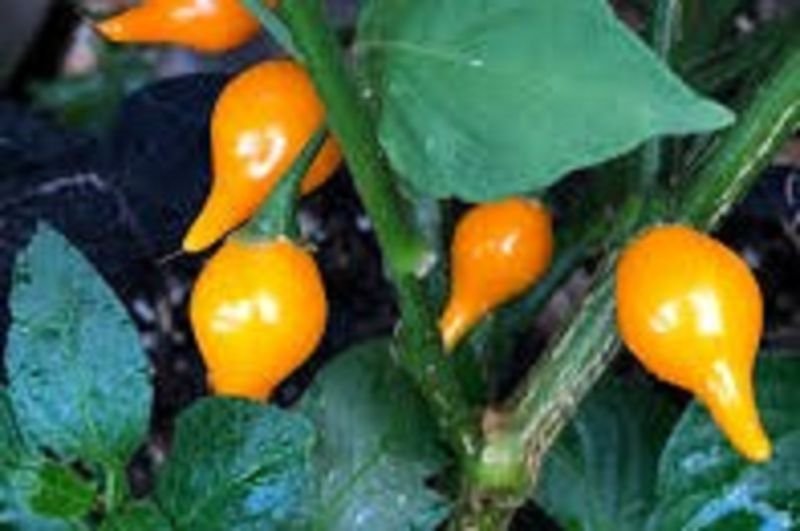 Vegetable chili „Biquinho Amarelo”