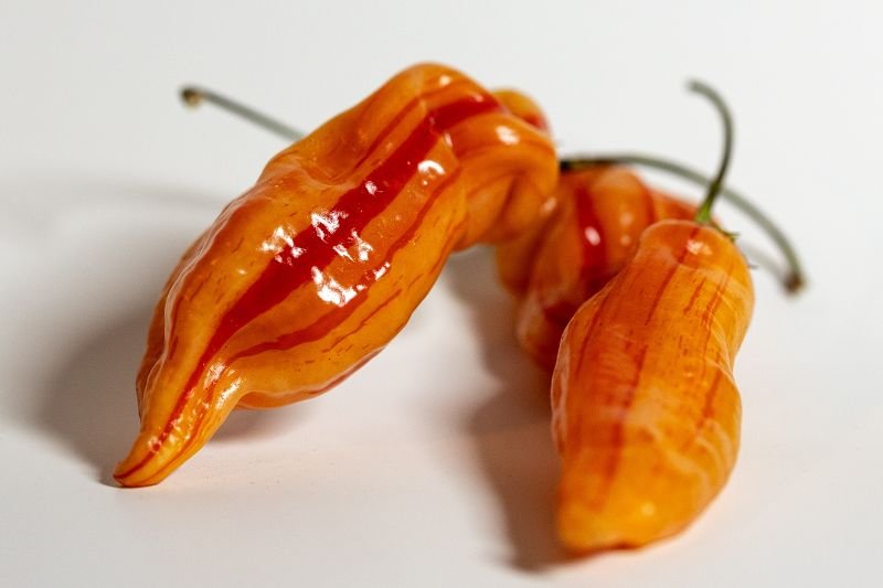 „Sugar Rush Stripey” chili