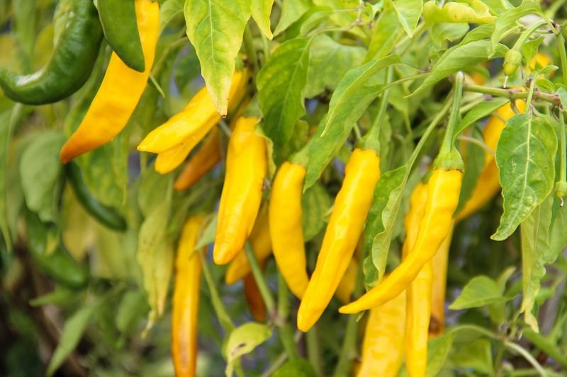 Chili „yellow snout”