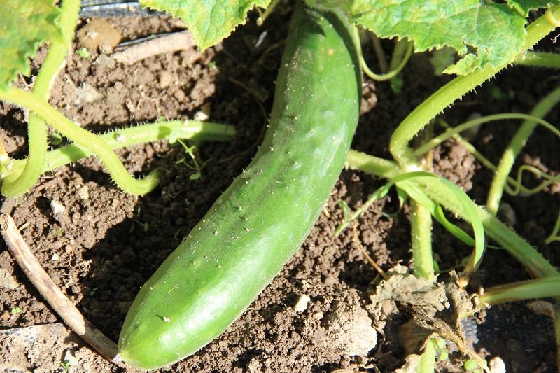 Snack cucumber “Persika”