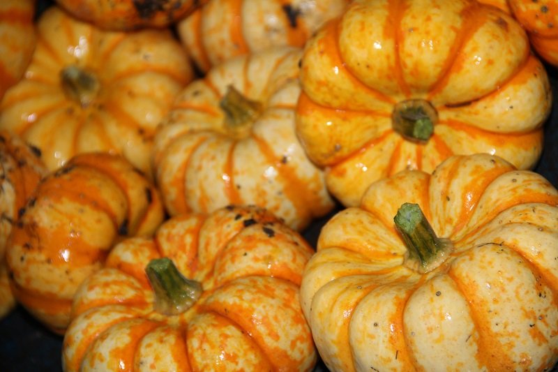 Pumpkin Sam Bicolour