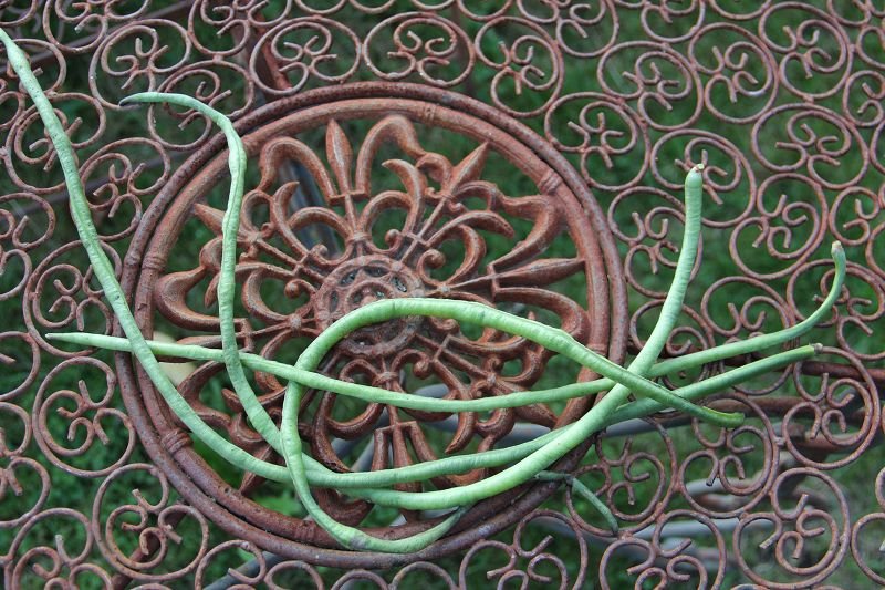 Spaghetti Bean Metro