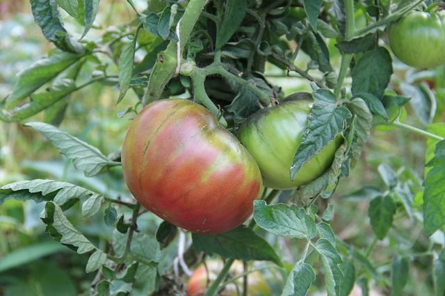 Tomato “Cherokee Purple”