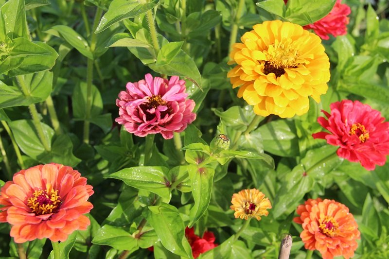 Zinnias "Colour Joy"