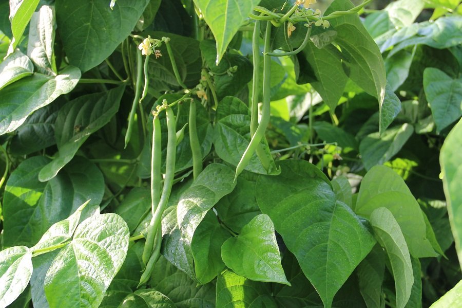 Runner bean "Neckarkönigin"