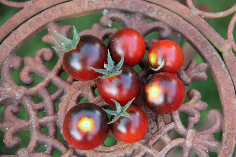 Cocktail tomato “Dancing with Smurfs”