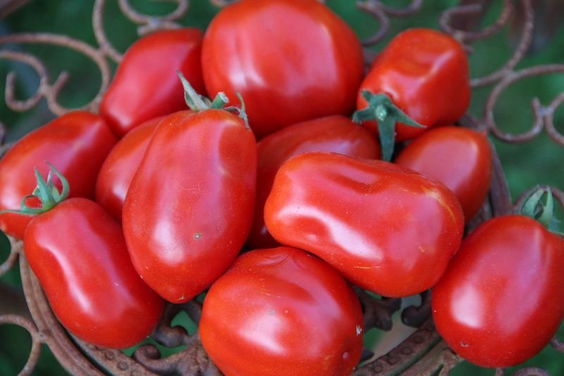 Tomato Roma