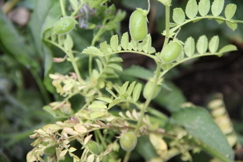 Black Chickpea "Black Kabuli"