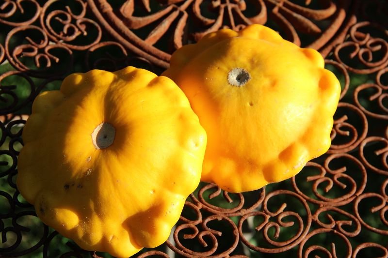 Yellow Patisson-pumpkin "Panaché jaune"