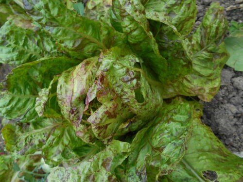 Romaine lettuce  "Forellenschluss"