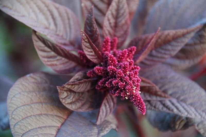Red amaranth