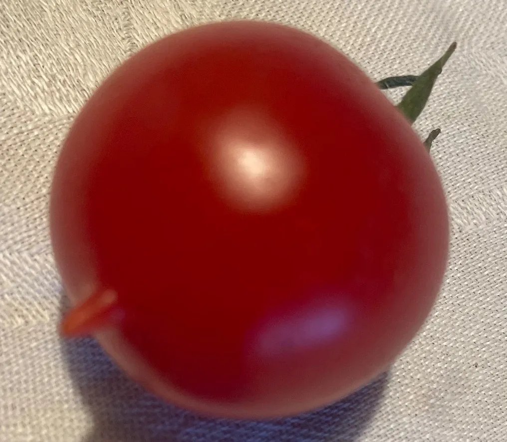 Cocktail Tomato Giant Grape