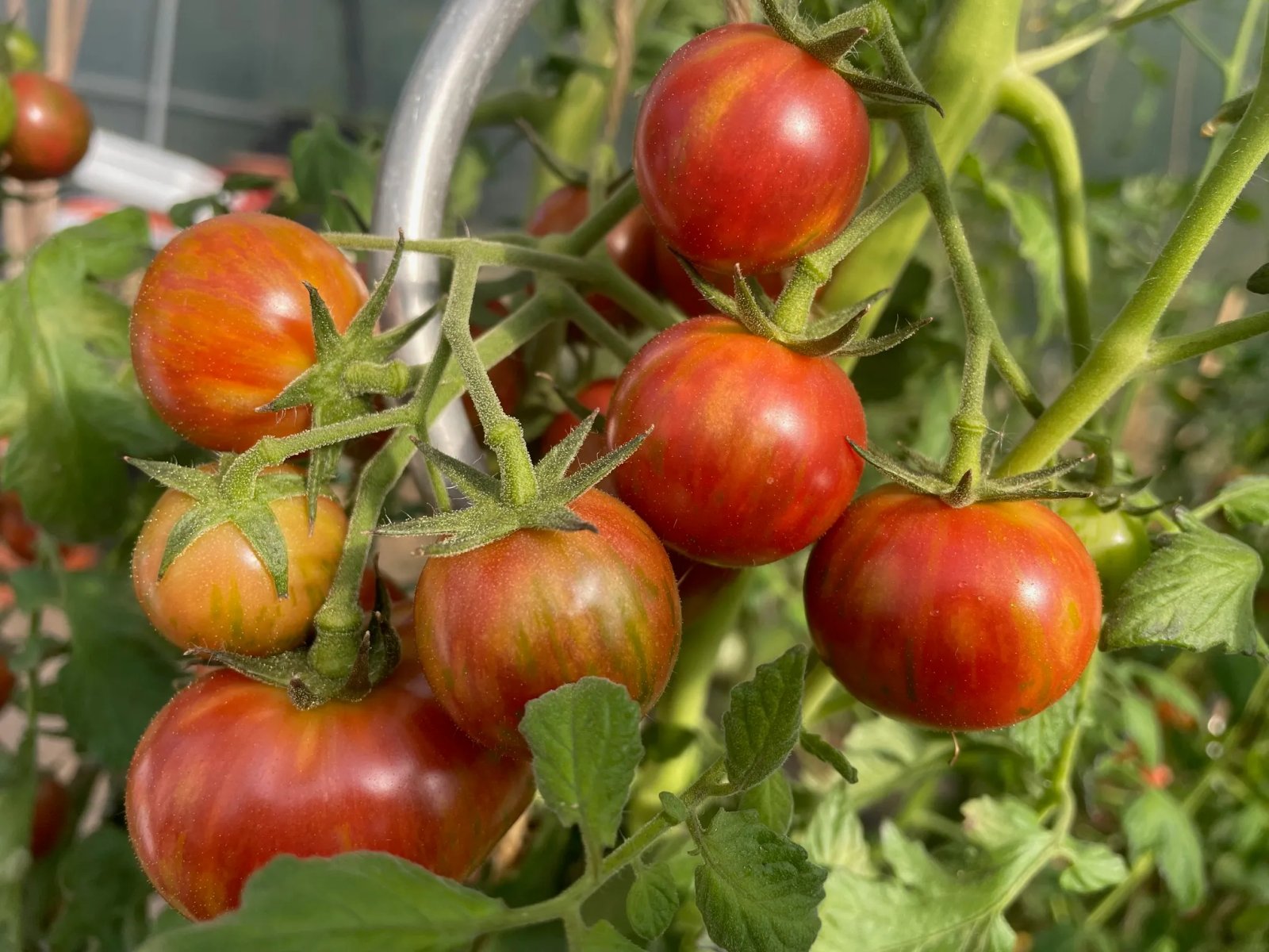 Cocktail Tomato Purple Bumble Bee