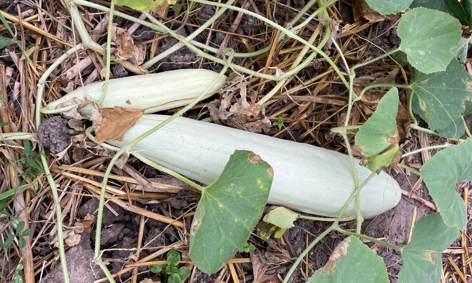 Cucumber melon Armenian cucumber