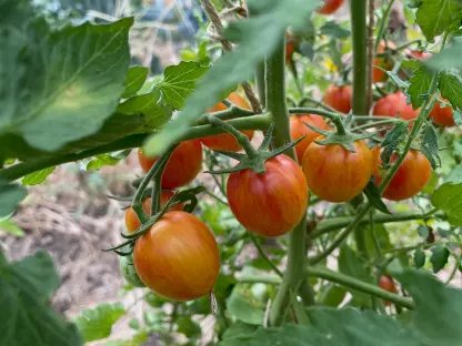 Cocktail tomato Golden Bumble Bee