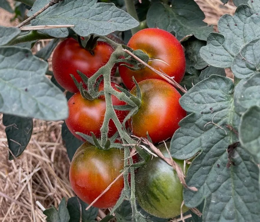 Cocktail tomato Lintorpa Prinzess