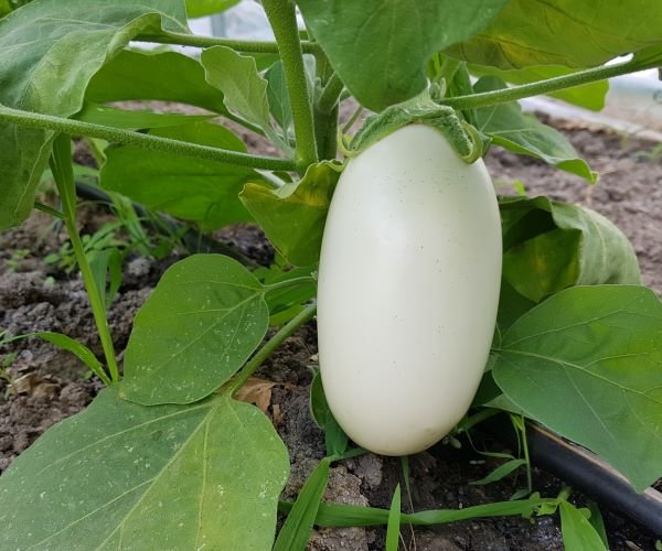 Aubergine Bianco a Uovo