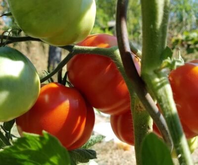 Tomato Pera d‘ Abruzzo