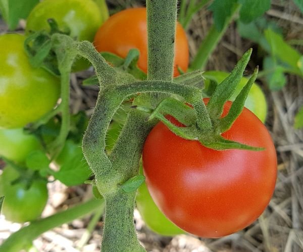 Lettuce tomato Mirabelle red