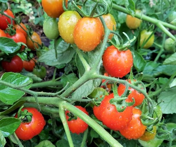 Cocktail tomato Tondino di Galatina