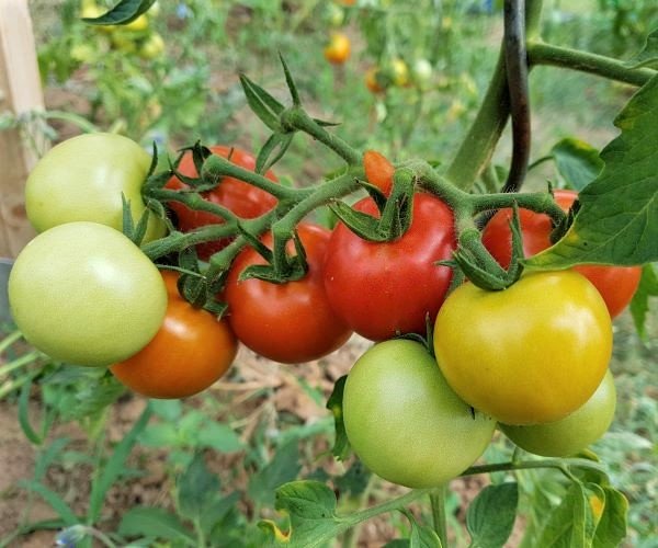 Lettuce tomato Dominator