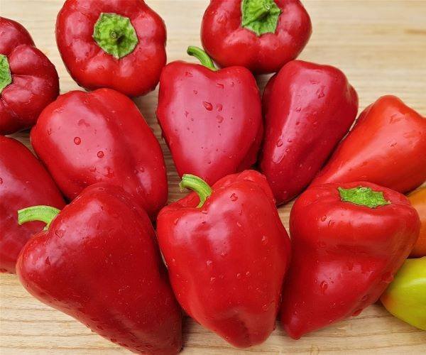 Paprika First Siberian
