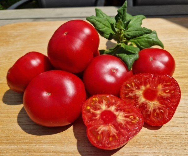 Ponderosa purple violet beefsteak tomato
