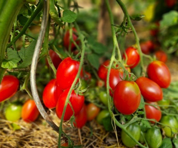 Plum tomato Steinhagen