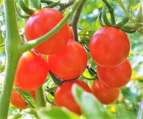 Cocktail tomato Rosii Marunte