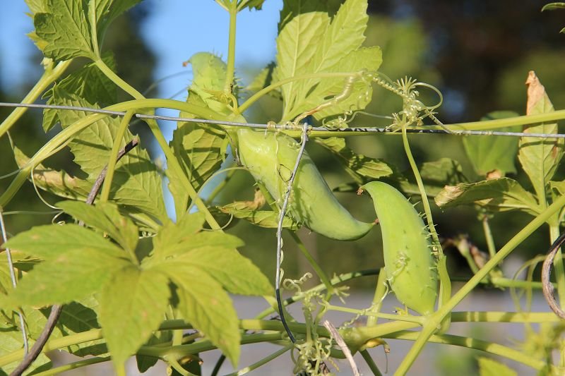 Horned Cucumber cyclanthere